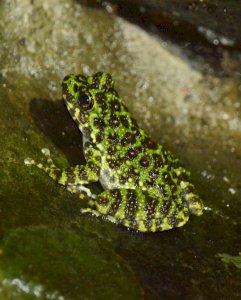 Amphibians of Japan